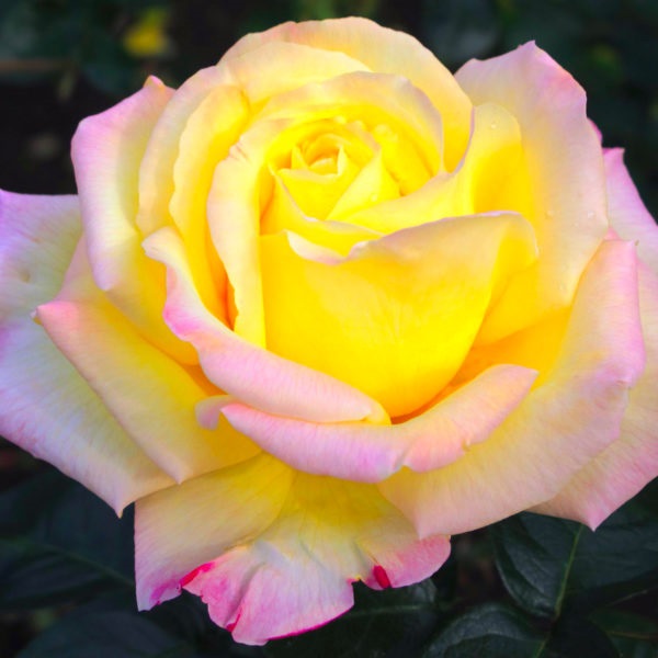 Глория Дей image Глория Дей Чайно-гибридные: Глория Дей